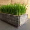 Organic Cat Grass Seeds Kit - Decorative Reclaimed Barnwood Style