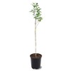 American Plant Exchange Live Red Delicious Apple Tree, Fruit-Bearing Plant