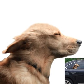 Toogod Riders Golden Retriever Car Sticker Window Decal for Vehicles Dog Window Cling(for Right Side)