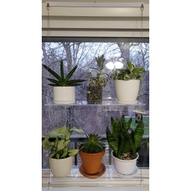 SUPREMETECH Hanging Acrylic Shelves for Windows (16" Wide, 4 Shelves - 55" Tall)