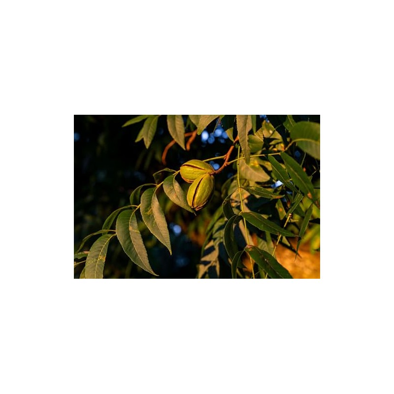 In-Shell Georgia Pecans 5 lb