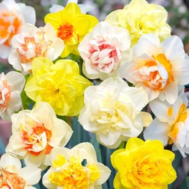 100+ Mixed Double Petals Narcissus Daffodil Seeds for Planting, Non-GMO Perennial Flower Seeds, Showy Flowers for Your Garden Attract Pollinators