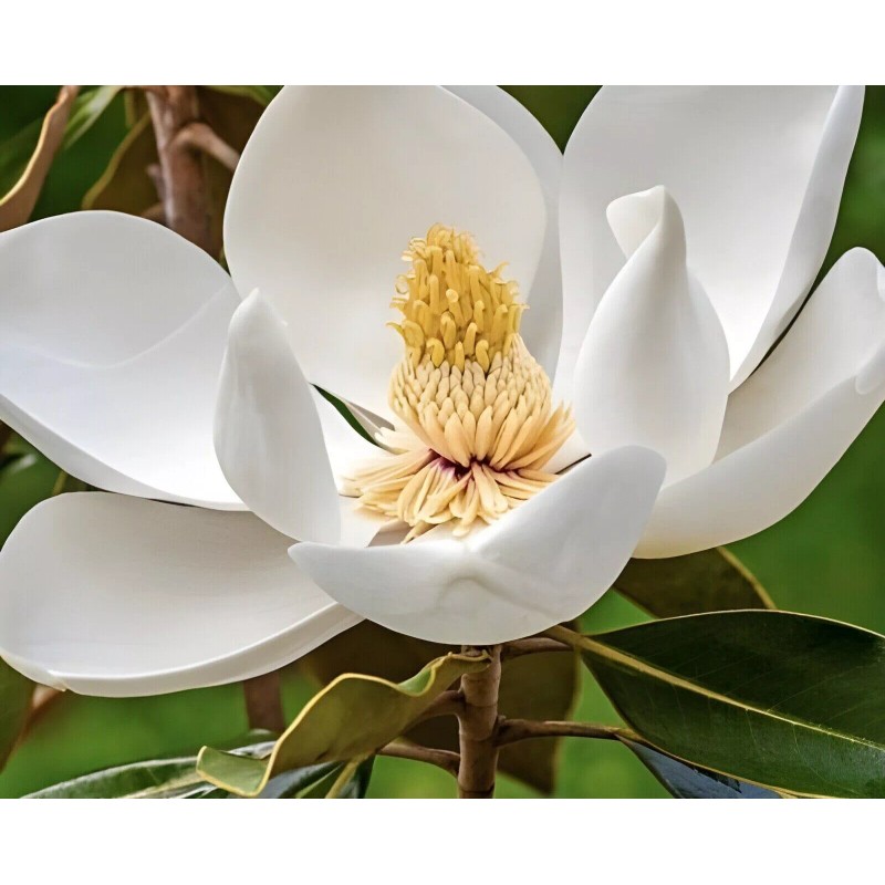 from, My Brooklyn Botanical Garden's Club Southern White Flowering Tulip