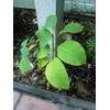 Cherimoya - Annona cherimola - 5 Seeds with High Germination