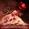 REPTI HOME UVA UVB Light Bulb for Birds 2.4 UVB