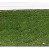 TURF TYPE TALL FESCUE 10 LB