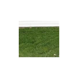TURF TYPE TALL FESCUE 10 LB