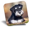 Destination Vinyl ltd Fridge Magnet - Miniature Schnauzer Dog Puppy
