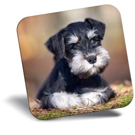 Destination Vinyl ltd Fridge Magnet - Miniature Schnauzer Dog Puppy 15550