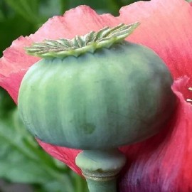 5,000 World's Largest Giganteum Giant Rattle Poppy Seeds Ready For Planting