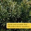 12 Nerium Red Oleander Shrubs| Live Plants in 2.5-inch Nursery