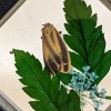 Scenic City Oddities i51a Painted Lichen Moth Floating display Entomology