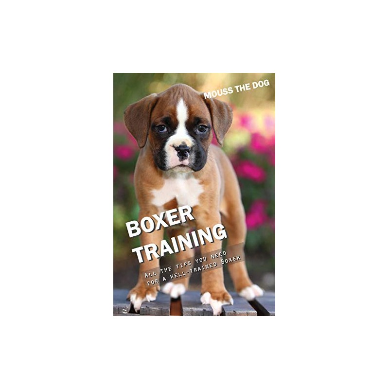 BOXER TRAINING: All the tips you need for a well-trained