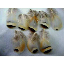 Pretty-Plumes Beige Brown Natural Chukar Pheasant Feathers Body Plumage Non Std. 20 Pcs 3"