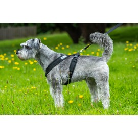 Gencon Airmesh Harness Large Red