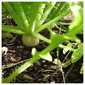 Everwilde Farms - 1 Lb Japanese Minowase Radish Seeds - Gold Vault