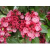 Kalmia lat. 'Sarah' (Mountain Laurel) Evergreen, pinkish-red flowers, #3 -