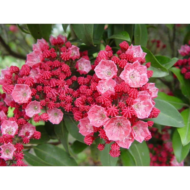 Kalmia lat. 'Sarah' (Mountain Laurel) Evergreen, pinkish-red flowers, #3 -