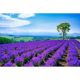 ND Tapestry, Lavender, English Lavender, Flowers, Herbs, Potpourri, Purple, Aroma, Furano, Summer, Entryway, Photography, Stylish, Large, Decoration, Background Cloth, Perfect for Instagram, Interior Goods, Miscellaneous Goods, Decoration, Wall (Design 5