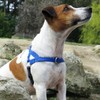 Ultrahund 'Freedom' No-Pull Harness, X-Small, Blue