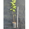 Santiam Red Giant Apple Tree on M7, bare root,3/8" 32