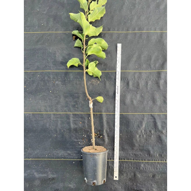 Santiam Red Giant Apple Tree on M7, bare root,3/8" 32