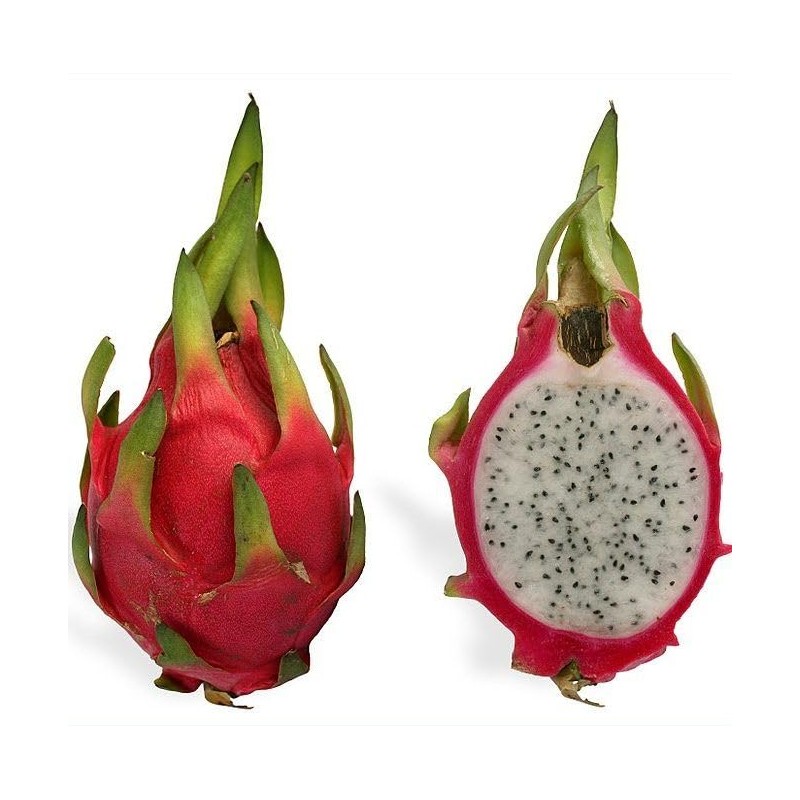 Dragon Fruit Cactus Tree Seeds
