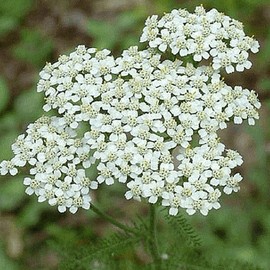 Everwilde Farms - 2000 White Yarrow Native Wildflower Seeds - Gold Vault Jumbo Seed Packet