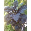 Ornamental - Black Pearl Pepper (30 Seeds) easy to grow
