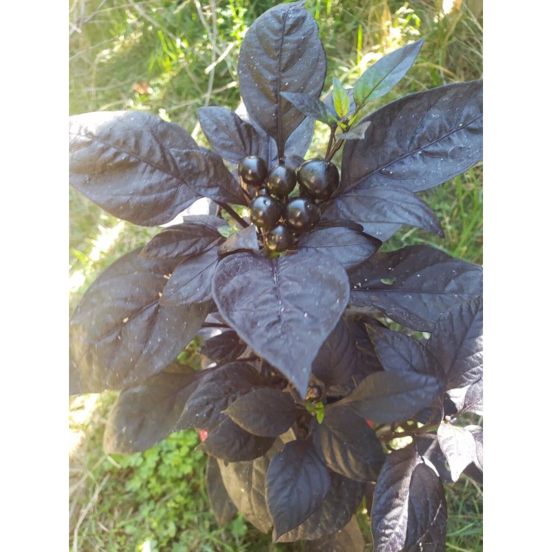 Ornamental - Black Pearl Pepper (30 Seeds) easy to grow