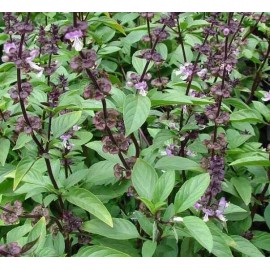 Back To Nature Seed Company Thai Basil - Seeds - Organic - Non Gmo - Heirloom Seeds – Herb Seeds - 5 Seeds