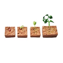 TimeTEX - Life Cycle "Bean Plant" | Detailed Development Stages for Playful Learning | Contents: 4 Models from Seedling to Plant, with Digital Exercises; For Children from 4 Years