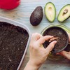 Organic Avocado Tree Potting Soil Mix 1qt, Enhance Growth and
