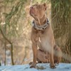 Martingale Dog Collar with Chain,Skull Reflective Nylon Soft Padded Adjustable
