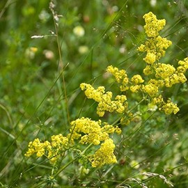 Yellow Bedstraw Seeds (Galium verum) Packet of 20 Seeds
