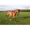 Cwell Equine NEW Horse Lunging Training Aid white one size