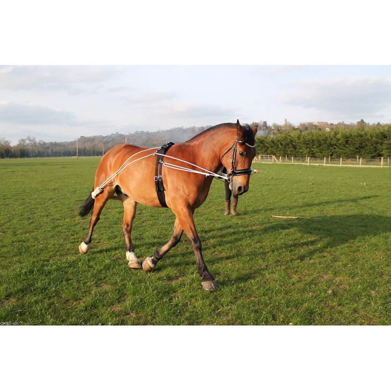 Cwell Equine NEW Horse Lunging Training Aid white one size