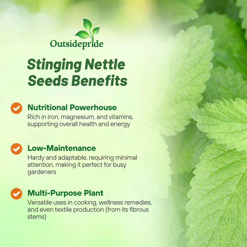 Outsidepride Stinging Nettle Seeds - 10000 Pcs Perennial and Low