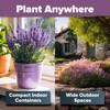 HOME GROWN 𝗨𝗦𝗔 𝗣𝗥𝗘𝗠𝗜𝗨𝗠 English Lavender Seeds 2 Pack 3000