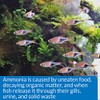 API API AMMONIA 130-Test Freshwater and Saltwater Aquarium Water Test