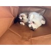 Catnip Attack Bags by Cat FurNature