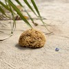 Natural Sponges with Cord & Glass Pendant - Unbleached Mediterranean