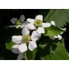 1 PCS Blackberry - 'Triple Crown' thornless - Rubus fruticosa