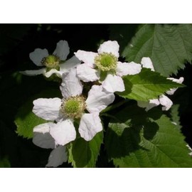 1 PCS Blackberry - 'Triple Crown' thornless - Rubus fruticosa