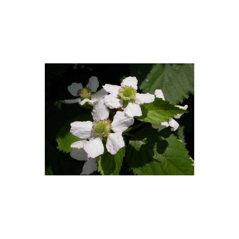 1 PCS Blackberry - 'Triple Crown' thornless - Rubus fruticosa