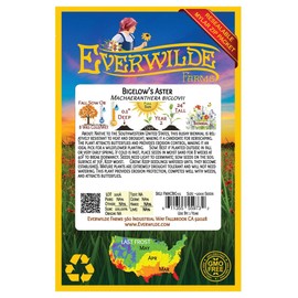 Everwilde Farms - 2000 Bigelow's Aster Native Wildflower Seeds - Gold Vault Jumbo Seed Packet