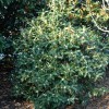 MySeeds.Co Osmanthus fragrans (Sweet Olive) Tree Seeds, Fragrant Flowers -
