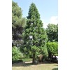 Giant Sequoia | Small Tree Seedling | The Jonsteen Company