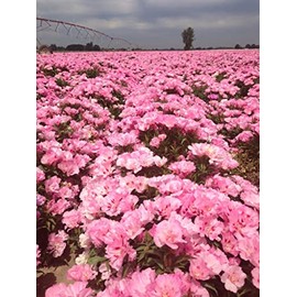 500 Godetia Pink Flower Seeds Native Wildflower Clarkia Amoena
