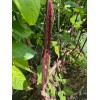 50 Purple Mart Yard Long Bean seeds Chinese Asparagus Heirloom
